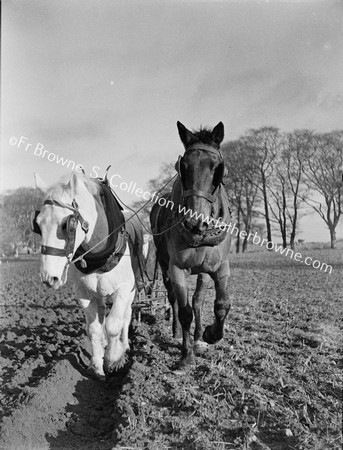 PLOUGH HORSES